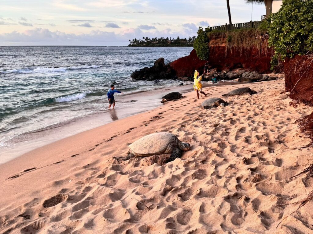 マウイ島